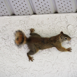 a-squirrel-of-the-side-of-a-stucco-wall